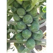 Kép 1/2 - Brassica - Kelbimbó