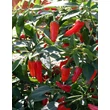 Kép 1/2 - Capsicum 'Apache' - Balkon chili paprika