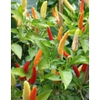 Kép 1/2 - Capsicum 'Basket of Fire' - Chili paprika 