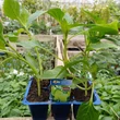 Kép 2/2 - Capsicum annuum 'Szentesi piacos' – Étkezési paprika palánta (enyhén csípős) (6-os pakk)