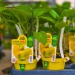Kép 2/3 - Capsicum annuum 'Mohay' F1 oltott paprika (rezisztens)
