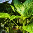 Kép 5/6 - Capsicum annuum 'Laguna' F1 - Étkezési paprika (kaliforniai típusú) palánta