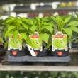 Kép 2/4 - Capsicum annuum 'Sigaretta Biondo' - Paprika