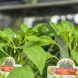 Kép 3/4 - Capsicum annuum 'Sigaretta Biondo' - Paprika
