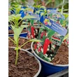 Kép 2/2 - Capsicum 'Apache' - Balkon chili paprika