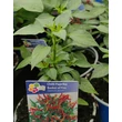 Kép 2/2 - Capsicum 'Basket of Fire' - Chili paprika