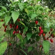 Kép 2/5 - Capsicum chinense 'Carolina Reaper' - Kínai paprika, chili paprika (extrém erős)
