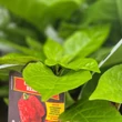 Kép 5/5 - Capsicum chinense 'Carolina Reaper' - Kínai paprika, chili paprika (extrém erős)