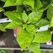 Kép 4/5 - Capsicum chinense 'Carolina Reaper' - Kínai paprika, chili paprika (extrém erős)