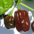 Kép 1/4 - Capsicum chinense 'Habanero Chocolate' (syn.: 'Congo Black', 'Black Habanero') - Kínai paprika, chili paprika
