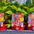 Kép 2/4 - Capsicum chinense 'Habanero Chocolate' (syn.: 'Congo Black', 'Black Habanero') - Chili paprika, habanero paprika (extrém csípős) palánta