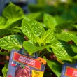 Kép 3/4 - Capsicum chinense 'Habanero Chocolate' (syn.: 'Congo Black', 'Black Habanero') - Kínai paprika, chili paprika (extrém erős)