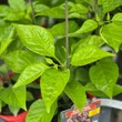 Kép 3/3 - Capsicum chinense 'Trinidad Scorpion Moruga Chocolate' - Kínai paprika, chili paprika (extrém erős)