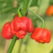Kép 1/4 - Capsicum chinense 'Trinidad Scorpion Moruga Red' (syn.: 'Trinidad Scorpion Moruga Rosso') - Kínai paprika, chili paprika (extrém erős)