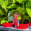 Kép 4/4 - Capsicum chinense 'Trinidad Scorpion Moruga Red' (syn.: 'Trinidad Scorpion Moruga Rosso') - Kínai paprika, chili paprika (extrém erős)