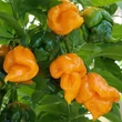 Kép 1/4 - Capsicum chinense 'Trinidad Scorpion Moruga Yellow' (syn.: 'Trinidad Scorpion Moruga Giallo') - Kínai paprika, chili paprika (extrém csípős)