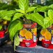 Kép 2/4 - Capsicum chinense 'Trinidad Scorpion Moruga Yellow' (syn.: 'Trinidad Scorpion Moruga Giallo') - Kínai paprika, chili paprika (extrém erős)