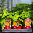 Kép 3/4 - Capsicum chinense 'Trinidad Scorpion Moruga Yellow' (syn.: 'Trinidad Scorpion Moruga Giallo') - Kínai paprika, chili paprika (extrém erős)