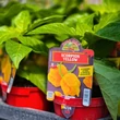 Kép 4/4 - Capsicum chinense 'Trinidad Scorpion Moruga Yellow' (syn.: 'Trinidad Scorpion Moruga Giallo') - Kínai paprika, chili paprika (extrém erős)