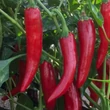 Kép 2/2 - Capsicum annuum convar. longum 'Fonó' F1 – Fűszerpaprika