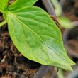 Kép 2/3 - Capsicum 'Kurtovszka' – Kápia paprika