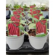 Kép 2/3 - Capsicum 'Red Devil' – Cayenne paprika erős (piros)