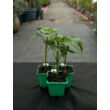 Kép 2/3 - Capsicum 'Szentesi piacos' – Paprika - képek rendelés vásárlás a Megyeri Szabolcs Kertészeti webáruházban.