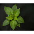 Kép 3/3 - Capsicum 'Szentesi piacos' – Paprika - képek rendelés vásárlás a Megyeri Szabolcs Kertészeti webáruházban.