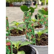 Kép 2/2 - Capsicum 'Tabasco' - Tabasco paprika