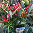 Kép 5/5 - Capsicum - Törpe bokor chili paprika