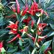 Kép 4/5 - Capsicum - Törpe bokor chili paprika