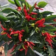 Kép 3/5 - Capsicum - Törpe bokor chili paprika
