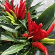 Kép 1/5 - Capsicum - Törpe bokor chili paprika