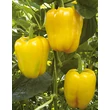 Kép 1/3 - Capsicum 'Monte' F1 - Oltott Kaliforniai paprika (sárga)