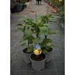 Kép 2/3 - Capsicum 'Monte' F1 - Oltott Kaliforniai paprika (sárga) - képek rendelés vásárlás a Megyeri Szabolcs Kertészeti webáruházban.