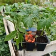Kép 2/2 - Solanum lycopersicum 'Moneymaker' – Paradicsom palánta (6-os pakk)