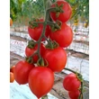 Kép 1/4 - Solanum lycopersicum 'Arnheo' F1 paradicsom (rezisztens)