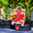 Kép 2/4 - Solanum lycopersicum 'Arnheo' F1 - Szilvaparadicsom (rezisztens)
