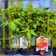 Kép 4/4 - Solanum lycopersicum 'Arnheo' F1 - Szilvaparadicsom (rezisztens)