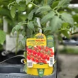 Kép 2/3 - Solanum lycopersicum 'Billy' F1 – Szilvaparadicsom (rezisztens, oltott)