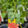 Kép 3/3 - Solanum lycopersicum 'Billy' F1 – Szilvaparadicsom (rezisztens, oltott)