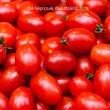 Kép 1/3 - Solanum lycopersicum 'Billy' F1 – Oltott paradicsom