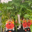 Kép 2/3 - Solanum lycopersicum 'Buffalosteak' F1 - Ökörszív paradicsom