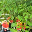 Kép 3/3 - Solanum lycopersicum 'Buffalosteak' F1 - Ökörszív paradicsom