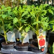 Kép 3/3 - Solanum lycopersicum 'Califfo' F1- Paradicsom (rezisztens)