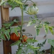 Kép 3/3 - Solanum lycopersicum 'Canestrino' F1 - Paradicsom (oltott, rezisztens)