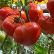 Kép 1/3 - Solanum lycopersicum 'Gourmandia' F1 oltott ökörszív paradicsom