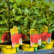Kép 2/3 - Solanum lycopersicum 'Gourmandia' F1 - Ökörszív paradicsom (oltott)