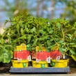 Kép 3/3 - Solanum lycopersicum 'Gourmandia' F1 - Ökörszív paradicsom (oltott)