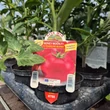 Kép 3/6 - Solanum lycopersicum 'Honey Moon' F1 - Paradicsom (rezisztens)